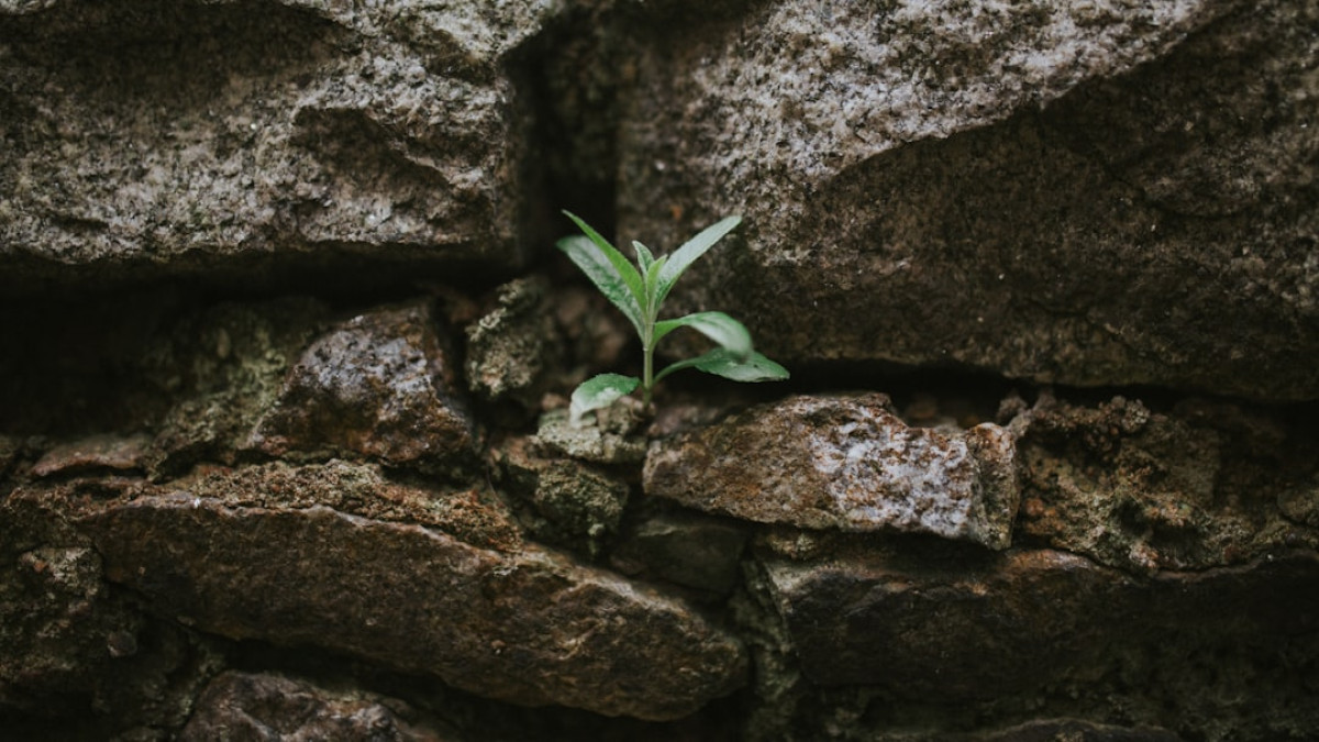 Resilience in Adversity: Key Lessons from the Battle of Uhud