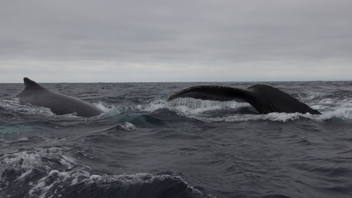 two humpbacks swimming in the ocean on a cloudy day