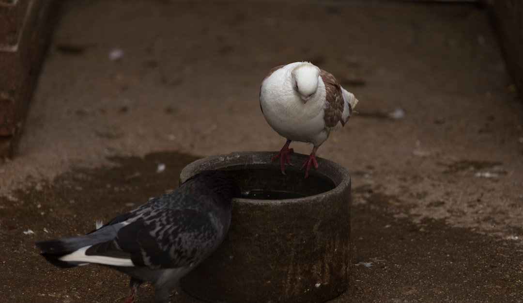 a couple of birds standing on top of a bucket